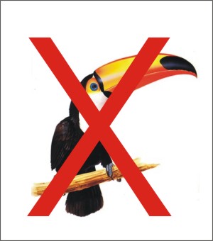 tucano riscado